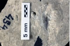 Foto (Detailansicht) von Mundopsidae indet. (NHMW-GEO-1990-0041-0454)